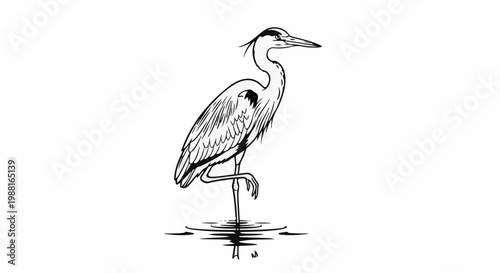Line drawing of a long-legged bird standing on one leg in shallow water