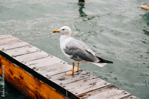 seagull on the pier