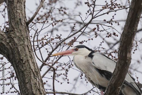 婚姻色のアオサギ