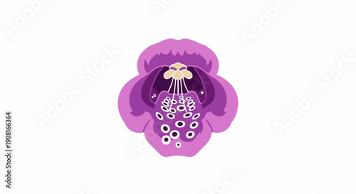 Stylized, colorful diagram of a bell-shaped flower's inner structure