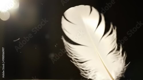 White Feather Against Dark Background.