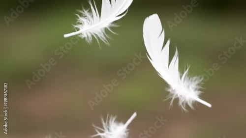 White feathers floating on a green backdrop.