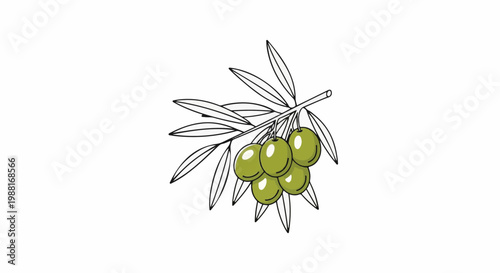 A simple line drawing of a branch with green olives and leaves