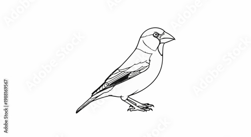 Detailed line drawing of a small bird with distinct beak and wing feathers