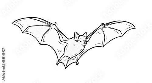 Detailed line drawing of a bat with wide spread wings in flight