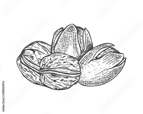 Walnut group vector isolated sketch. Detailed hand drawn nuts in textured shell illustration. Healthy organic food Botanical drawing for menu design and culinary ingredient concept