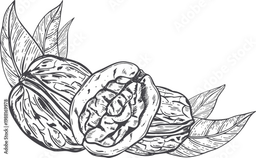 Walnut with leaf monochrome vector illustration. Whole and cracked nut hand drawn sketch. Vintage botanical drawing for organic food packaging design, culinary cookbook, menu graphic