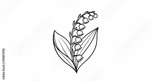 Delicate illustration of lily of the valley flowers and leaves