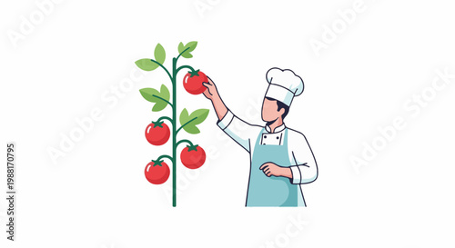 Chef gathering fresh tomatoes from the vine
