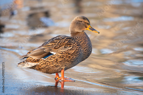 Canvas Print Mallard duck, anas platyrhynchos, waddle on shore of pond, wetland water birds