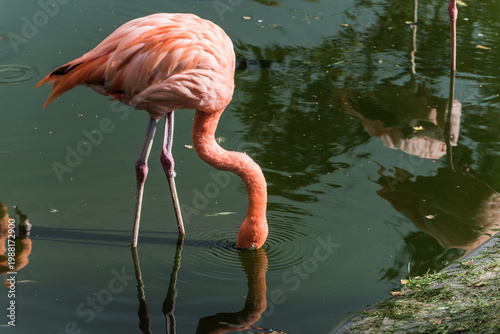 Foto Pink flamingos standing in a pond with green water in a tropical zoo environment