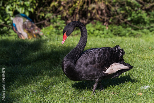 Fotografía Elegant black swan walking on green grass in a park with a peacock in the backgr