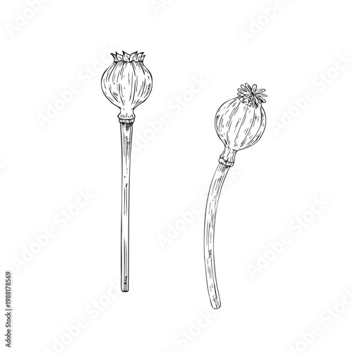 Vector dried poppy heads, graphic hand drawn isolated illustration. Botanical christmas, winter, and wedding clipart. For designers, invitations, decoration, postcards, wrapping paper.