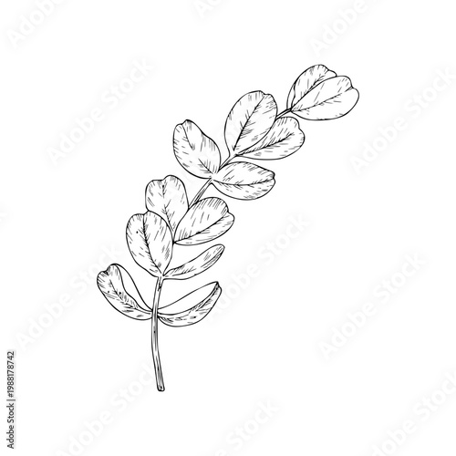 Vector eucalyptus branch, graphic hand drawn isolated illustration. Botanical Christmas, winter, and wedding clipart. For designers, invitations, decoration, postcards, wrapping paper, scrapbooking