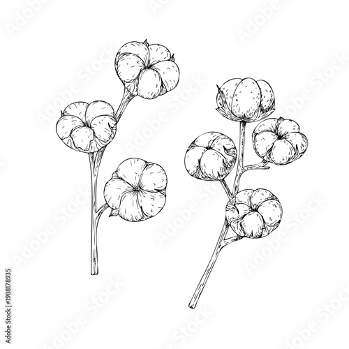 Vector cotton flower branches, graphic hand drawn isolated fluffy illustration. Botanical christmas, winter, and wedding clipart. For designers, invitations, decoration, postcards, wrapping paper.