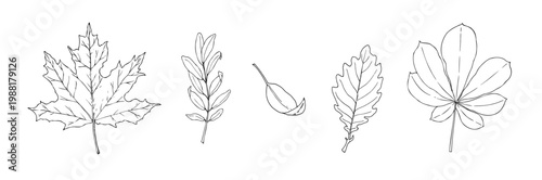 Vector set of autumn leaves. Maple, chestnut, oak graphic hand drawn samara fruit, isolated illustration. Botanical hand drawn illustration isolated on background. Ideal for seasonal, halloween