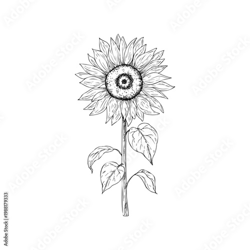 Vector sunflower, graphic hand drawn isolated autumn illustration. Botanical hand drawn illustration isolated on background. Ideal for seasonal, halloween, forest, or nature-themed designs. Rustic