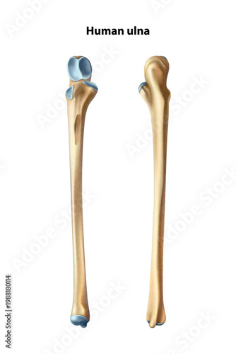 Human ulna. Isolated vector illustration