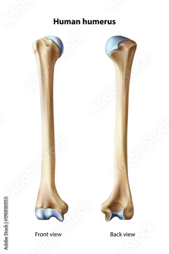 Humerus anatomy. Isolated vector illustration