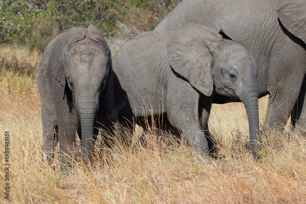 Fototapeta premium Afrikanischer Elefant / African elephant / Loxodonta africana