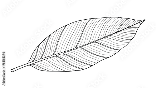 Realistic pencil sketch of a large tropical leaf showing fine details of its veins and natural texture isolated on a plain white background.