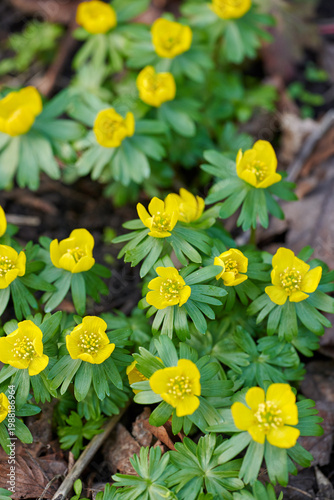 Konstfotografi Nature, sustainable and flowers in empty garden for botany, blossom or spring growth in environment