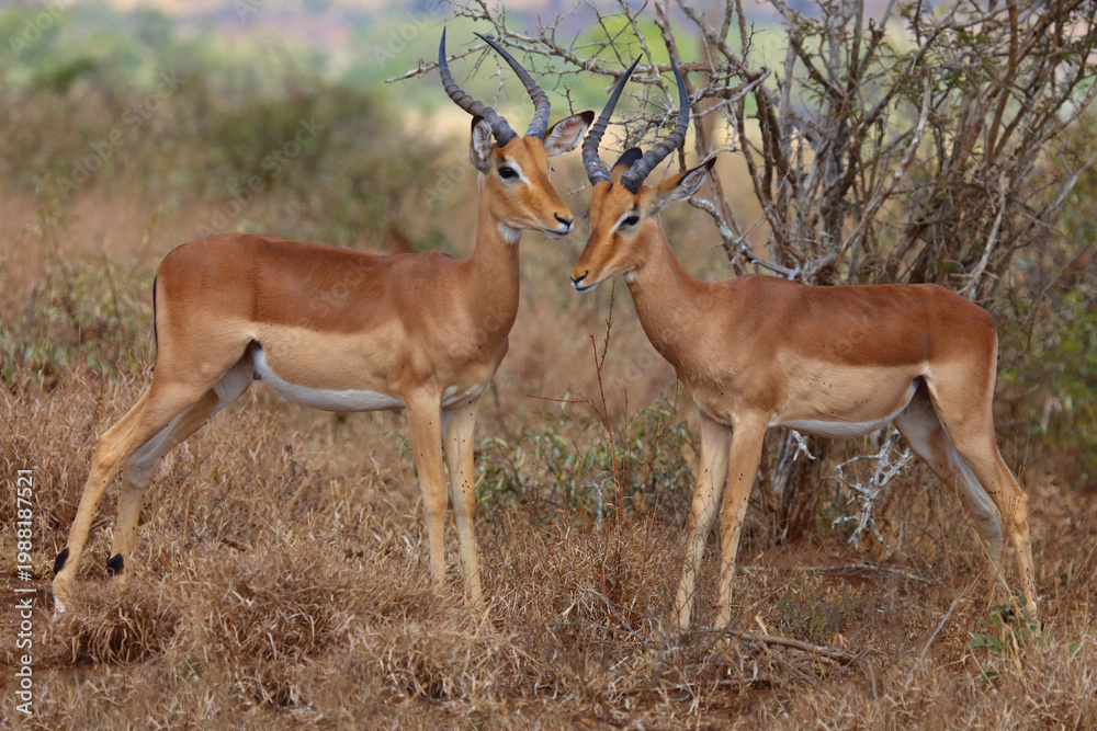 Obraz premium Schwarzfersenantilope / Impala / Aepyceros melampus