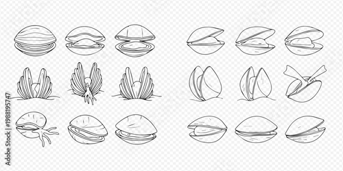 Set of hand-drawn illustrations depicting various stages of opening and closing pistachios and clams, perfect for culinary or educational designs.
