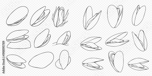 Pistachio nuts in various stages of opening, line art vector illustration set.
