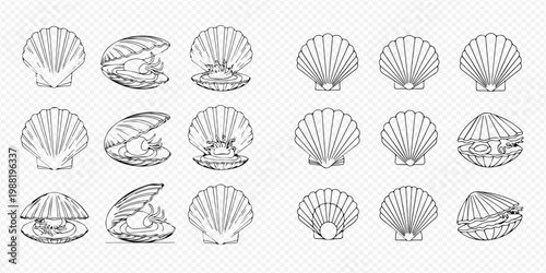 Set of hand-drawn oyster and scallop shells with pearls, marine mollusk line art illustration.