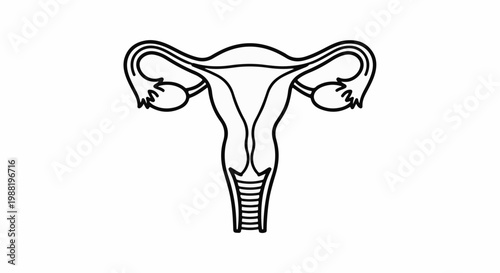 Simple black and white line drawing of female reproductive organs