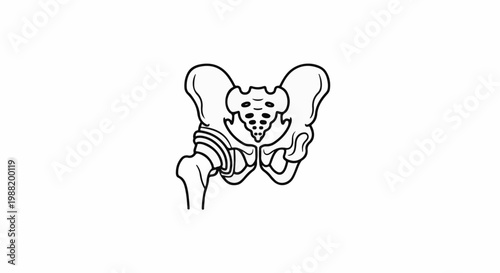 Anatomical line drawing of the human pelvis and upper femur