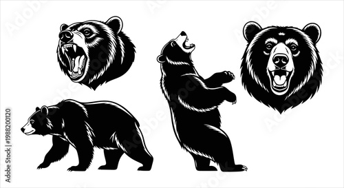 Set of Realistic Bear Illustrations in Different Poses and Expressions