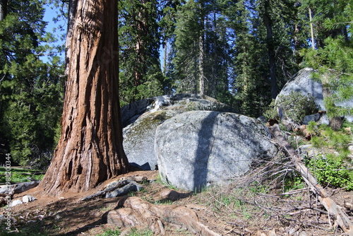 Felsen und Mammutbäume im Sequoia Nationalpark
