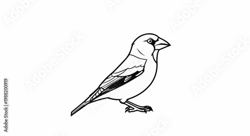 A black and white outline drawing of a small bird with a distinct beak
