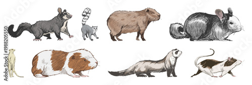 Photography PNG Illustrated rodents and small mammals element set on transparent background