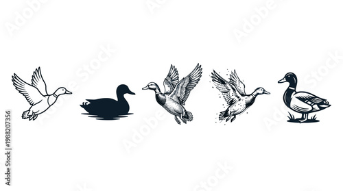 Various duck illustrations in different styles and poses showcasing flying, swimming, and standing waterfowl designs for nature and wildlife themes.