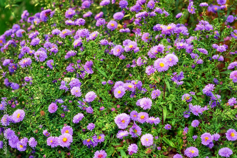 Fototapeta premium Nature, greenery and flowers in empty garden for botany, blossom or spring growth in environment. Sustainable, natural and bush of purple daisies for floral petals outdoor in park at countryside.