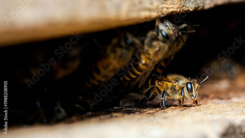 Honey bee guarding hive entrance from dark opening