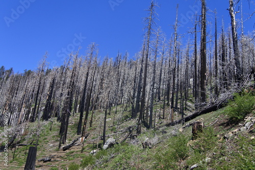 Nach dem Waldbrand im Sequoia Nationalpark