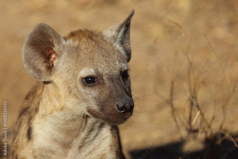 Obraz premium Tüpfelhyäne / Spotted hyaena / Crocuta crocuta