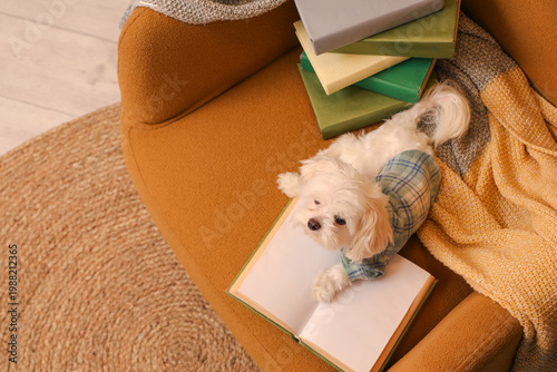 Cute Maltese dog reading bo...