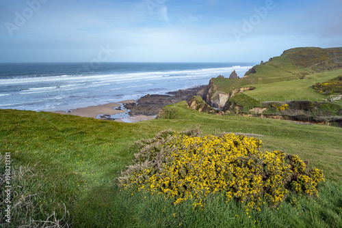 Gorse growing wild on harsh coastal area