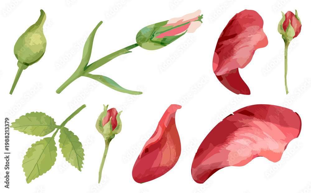 Fototapeta premium PNG Watercolor rose petals and buds on transparent background