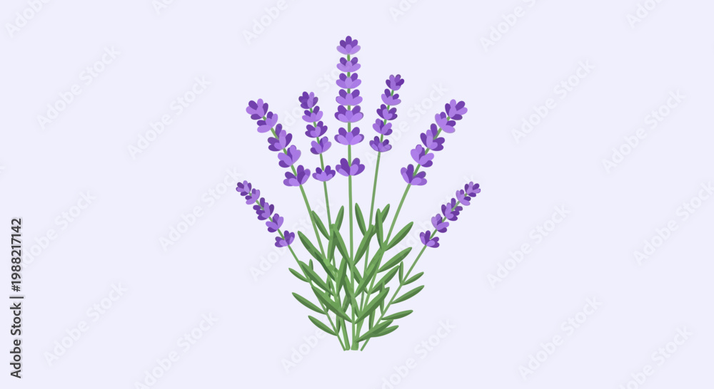 Obraz premium Lavender sprigs with green leaves on light purple background, isolated, minimalistic illustration