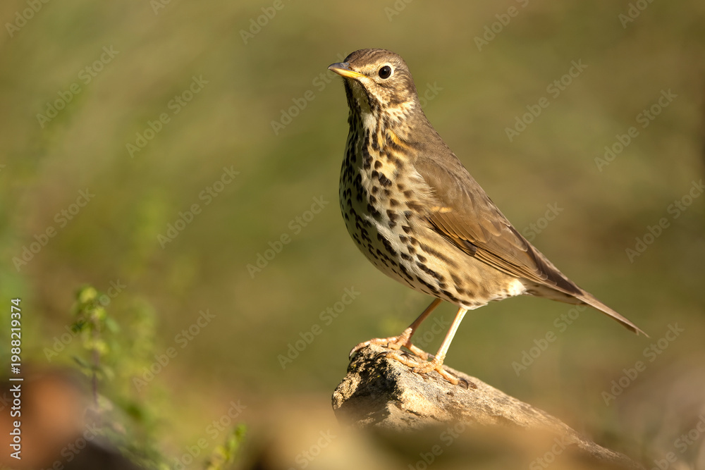 Fototapeta premium Song thrush near a water source within a pine and oak forest in the early light of an autumn day
