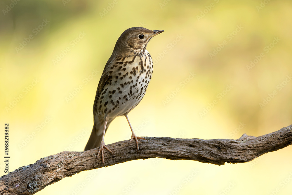 Fototapeta premium Song thrush near a water source within a pine and oak forest in the early light of an autumn day