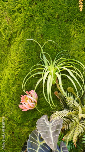 Houseplants installed on a moss-covered wall