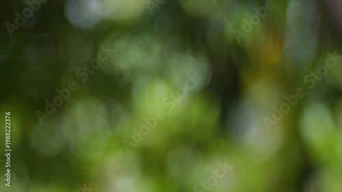 4K Abstract green bokeh background. Soft circular light orbs flickering through forest foliage.