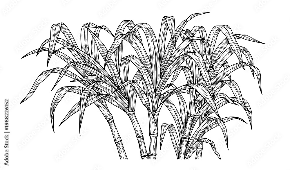 Fototapeta premium Hand Drawn Sugar Cane Stems Vector IllustrationKeywords: sugar cane, sugarcane, stems, stalks, hand drawn, engraving, vintage, botanical, tropical plant, rum ingredient, sugar production, beverage, 